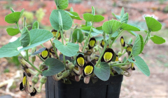 Aristolochia steupii