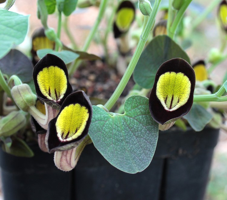 Aristolochia steupii