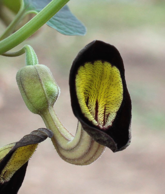 Aristolochia steupii