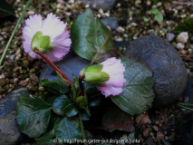 Shortia uniflora var. orbicularis