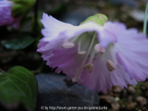 Shortia uniflora var. orbicularis
