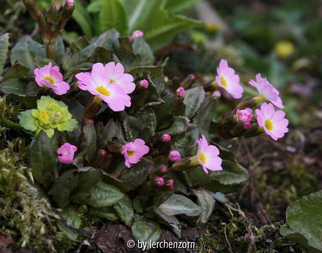 Primula JOHANNA
