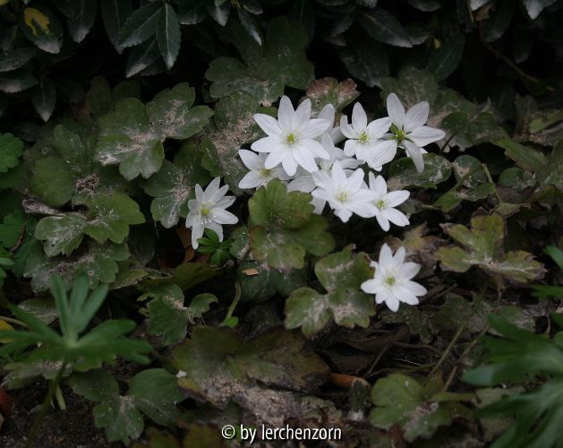 Hepatica transsilvanica EISVOGEL