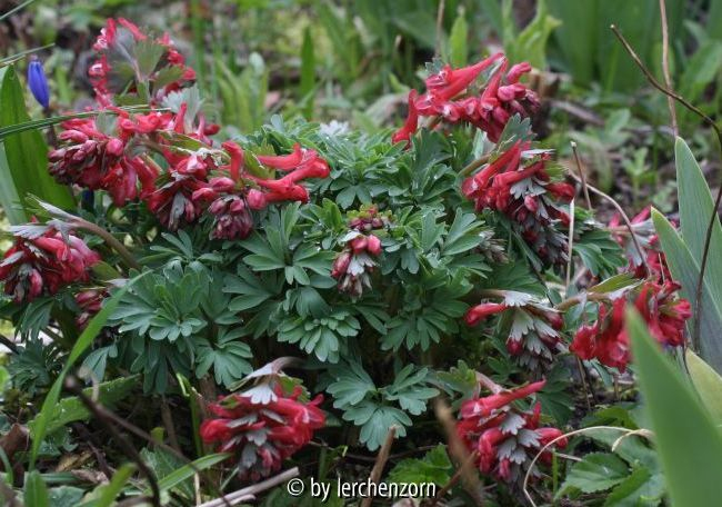 Corydalis solida TRANSSYLVANICA