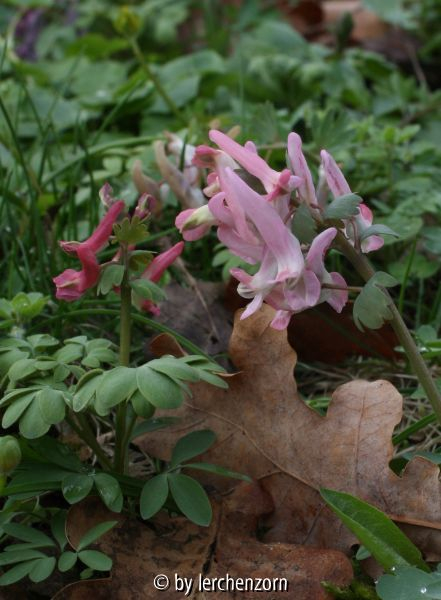 Corydalis solida Straßenrand
