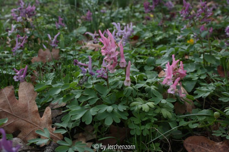 Corydalis solida Straßenrand