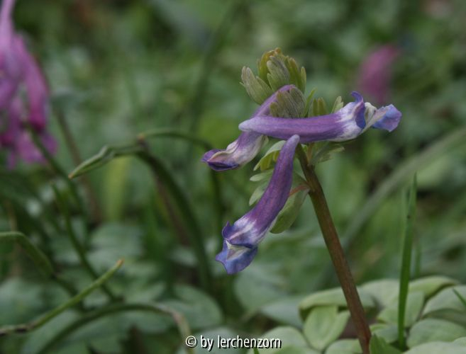 Corydalis solida Straßenrand