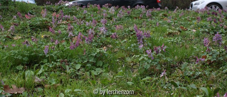 Corydalis solida Straßenrand