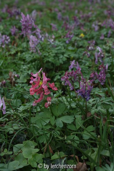 Corydalis solida Straßenrand