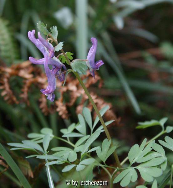 Corydalis solida KFG