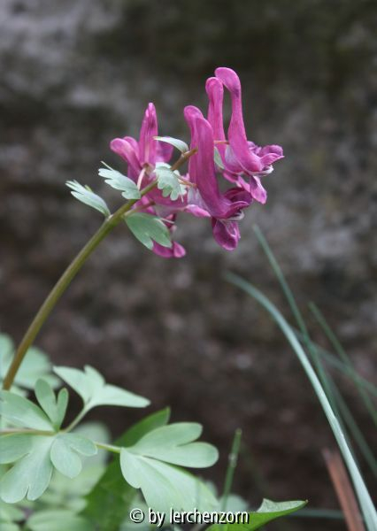 Corydalis solida KFG