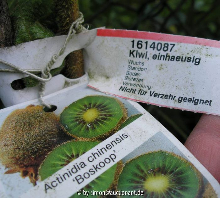 Kiwi - nicht zum Verzehr geeignet ?!?