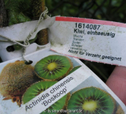 Kiwi - nicht zum Verzehr geeignet ?!?