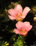 Saxifraga Peach Melba.JPG