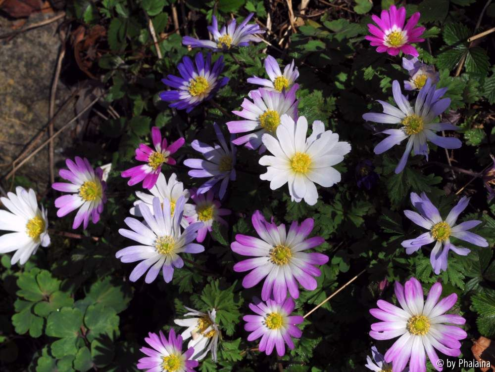 Anemone blanda Twinkeling Eyes