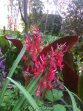 Corydalis solida II