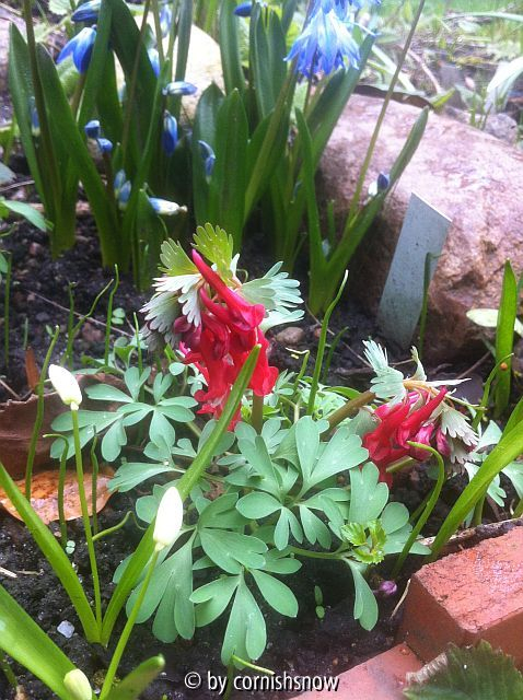Corydalis solida III
