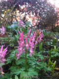 Corydalis solida IV
