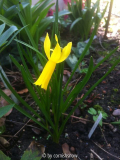 Narcissus 'Mite'