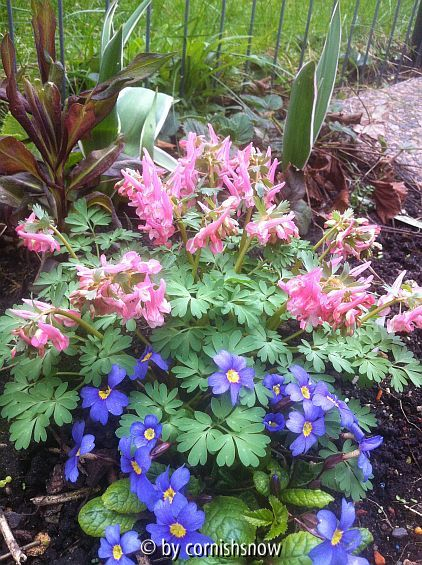 Corydalis solida V