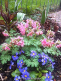 Corydalis solida V