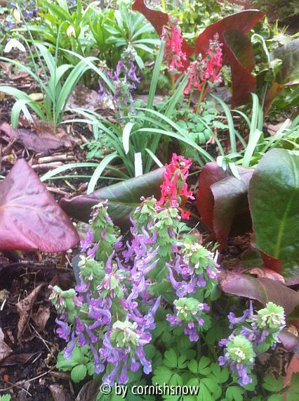 Corydalis solida VI