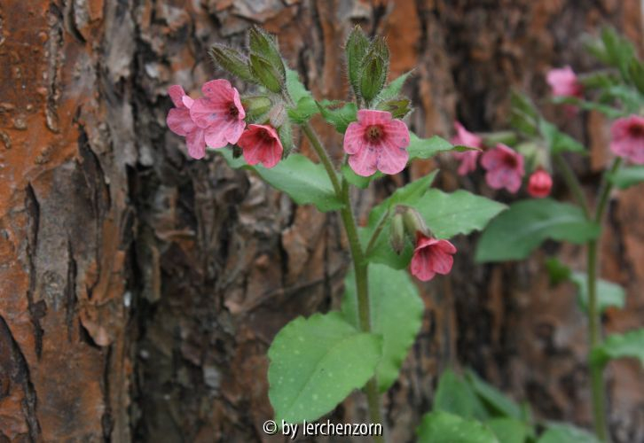 Pulmonaria rubra