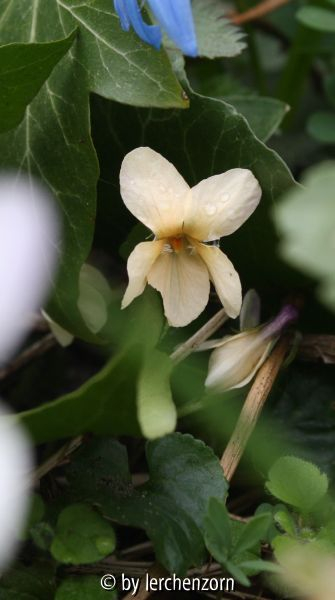 Viola odorata SULPHUREA
