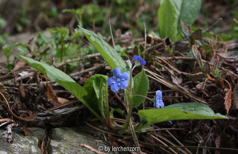 Omphalodes verna