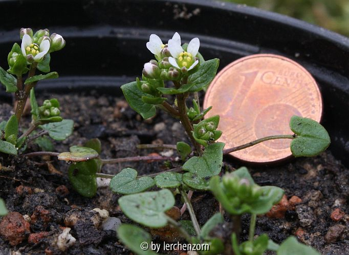 Cochlearia danica
