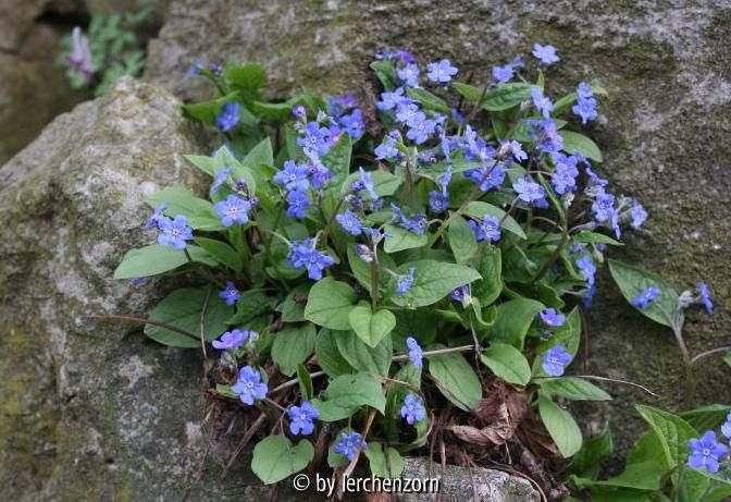 Omphalodes verna
