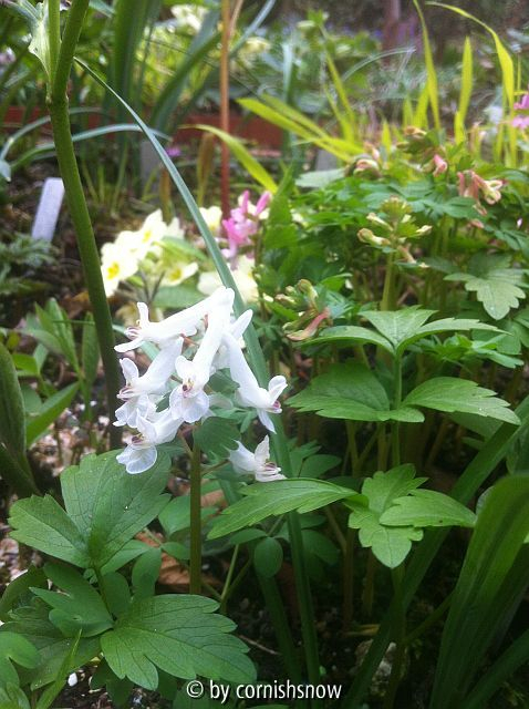 [galerie pid=108897]Corydalis solida VII[/galerie]
