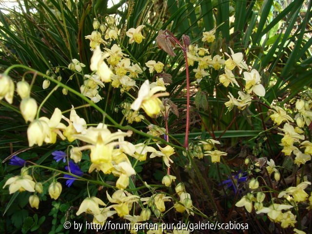 Epimedium 24.03.14, Hagel