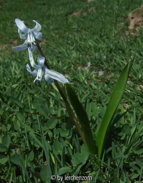 Scilla rosenii