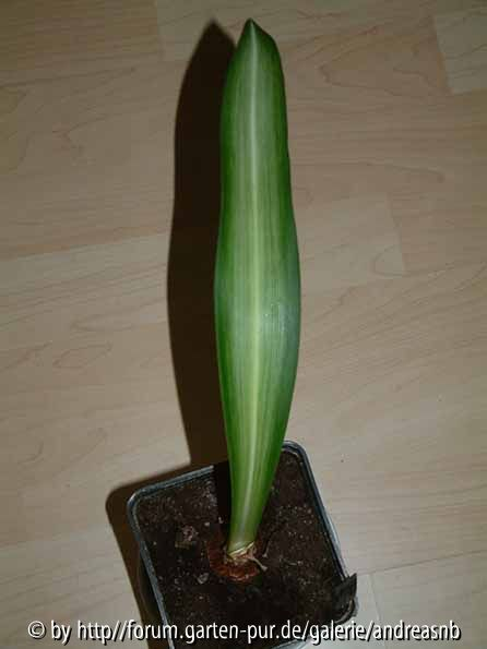 Hippeastrum Mrs.Garfield /März2014