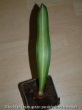 Hippeastrum Mrs.Garfield /März2014