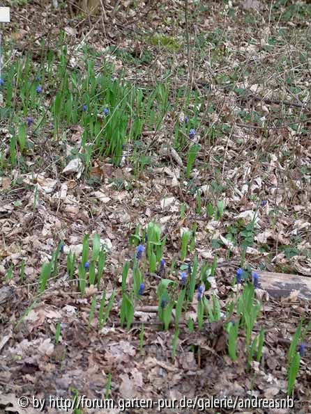 Muscari latifolium 2
