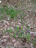 Muscari latifolium 2