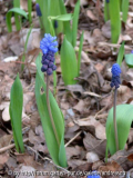 Muscari latifolium 1