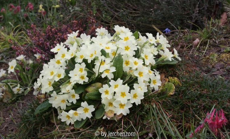 Primula vulgaris in Armeria
