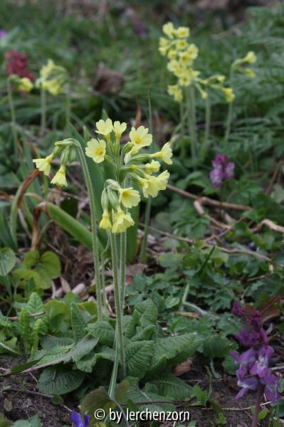 Primula elatior 14