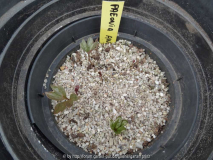 Paeonia anomala Germination March 2014