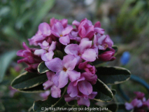 Daphne x napolitana 'Stasek'