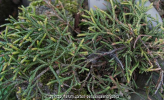 Cassiope lycopodioides ä