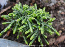 Cassiope lycopodioides