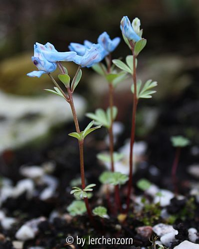 Corydalis cf. sect. Curviflorae
