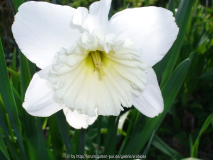 'Mount Hood' Blüte