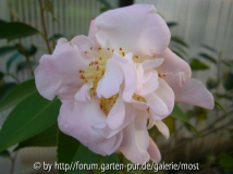 High fragrance