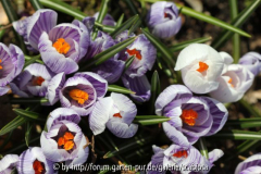 Crocus Pickwick?
