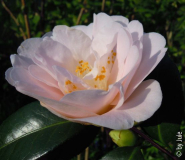 Rose de Sables 30_3_6.JPG